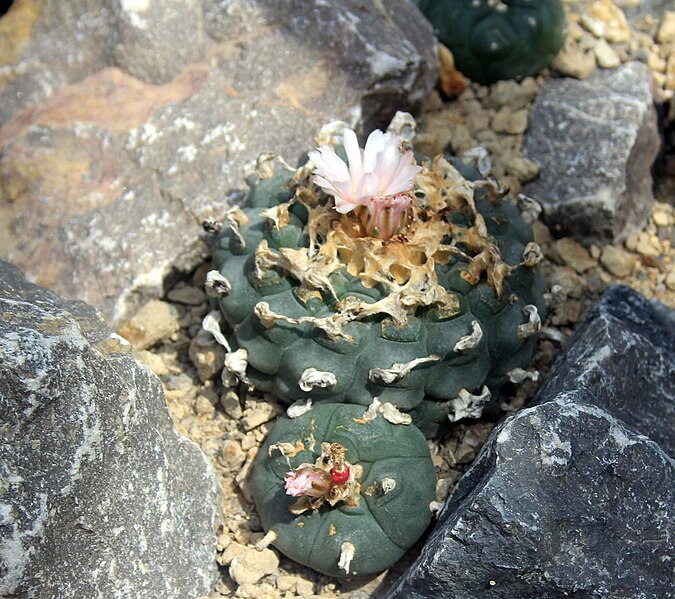 File:Lophophora williamsii Prague 2011 1.jpg