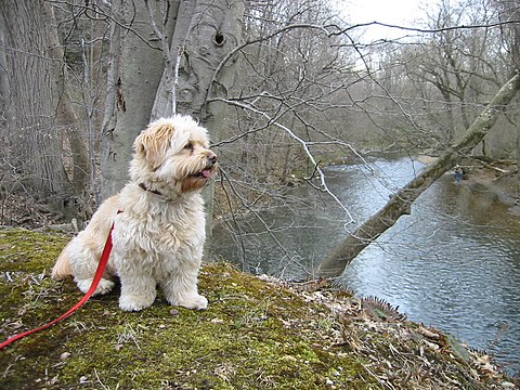 "PA-MONTCO-FTWASHINGTON-DOG.JPG" by User:CommonsHelper2 Bot