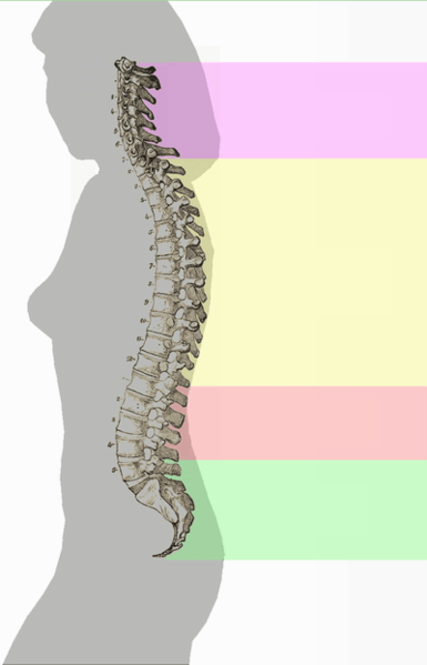 File:Spinal column curvature (dumb version).png