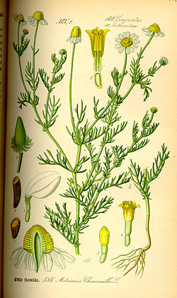 Illustration Matricaria chamomilla0.jpg