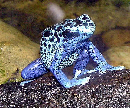 "Blue.poison.dart.frog.arp.jpg" by User:Arpingstone