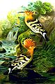 "Hoopoe_de.jpg" by User:Mibrahim74