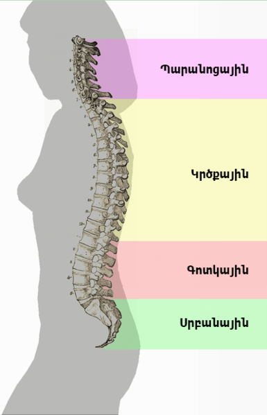 File:Arm Spinal column curvature 2011.png