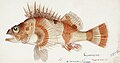 "Southern_Pacific_fishes_illustrations_by_F.E._Clarke_13.jpg" by User:Rawpixel