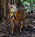 "Mouse-deer_Singapore_Zoo_2012.JPG" by User:Uspn