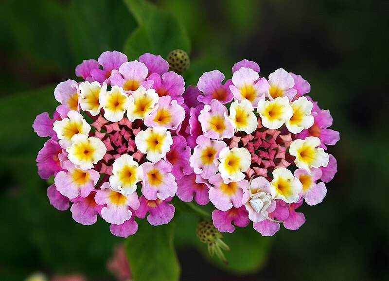 File:Twin lantana camara edit.jpg