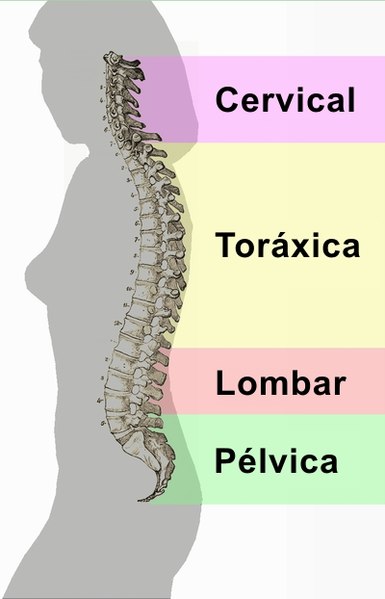 File:CurvaturasDaColunaVertebral.jpg