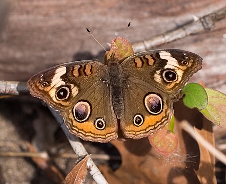 "Butterfly_in_Jamaica_Bay_Wildlife_Refuge_(41100).jpg" by User:Rhododendrites