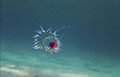 "Turritopsis_dohrnii.jpg" by User:Bachware