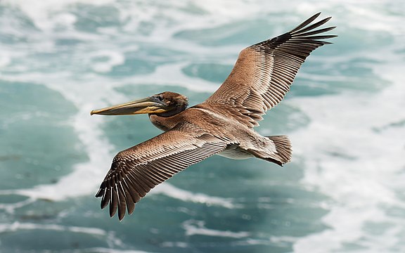 "Juvenile_pelecanus_occidentalis_in_flight.jpg" by User:Frank Schulenburg