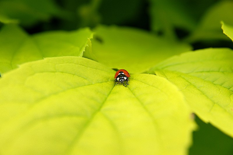File:Coccinella septempunctata Luc Viatour.JPG