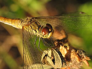 Sympetrum sanguineum.jpg