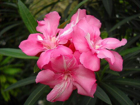 "Bunga_Mentega_Nerium_oleander.jpg" by User:Taman Renyah~commonswiki