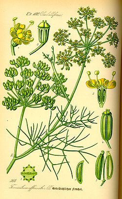Illustration Foeniculum vulgare0.jpg