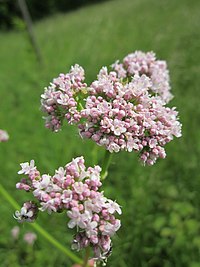 20130530Valeriana officinalis2.jpg