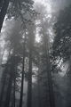 "030803a_redwoodfog.jpg" by User:Zaui