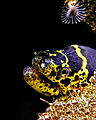 "Chain_moray_eel.jpg" by User:Atsme