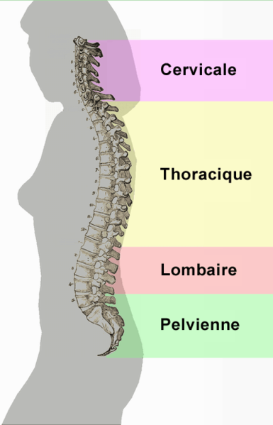 File:Spinal column curvature (french).png