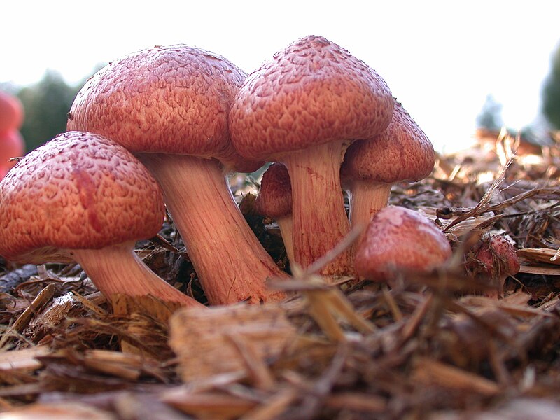 File:Gymnopilus.luteofolius.darvin2.jpg