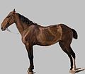 "Jacques_Laurent_Agasse_-_Portrait_of_a_Horse_-_WGA00073.jpg" by User:JarektUploadBot