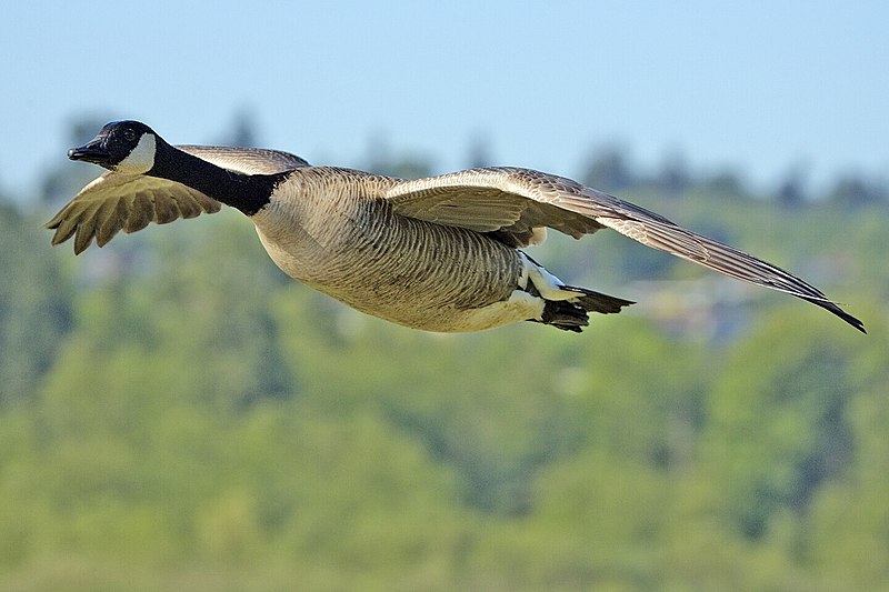 File:Canada goose flight - natures pics.jpg