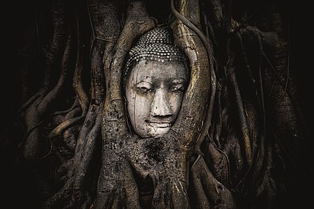 "The head of a sandstone Buddha statue nestled in the tree roots beside the minor chapels of Wat Maha That, Phra Nakhon Si Ayutthaya Province, Thailand. The temple is one of the most tourist and photographic attractions in the UNESCO World Heritage Site of Ayutthaya, an ancient capital of Siam." -- description by User:Potapt