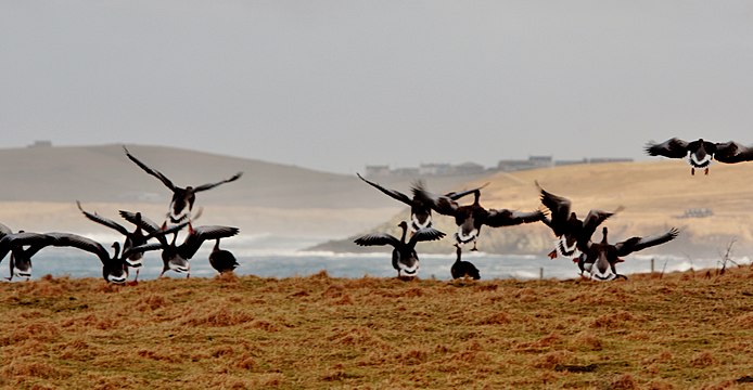 "Lift-off_IMG_7514_(24831957251).jpg" by User:Mungoola