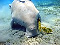 "Dugong_Marsa_Alam.jpg" by User:Julius86