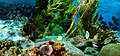 "Kleine_Bonaire-Underwater_life(js).jpg" by User:Jerzystrzelecki
