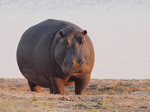 "Hippo_at_dawn.jpg" by User:Bobisbob~commonswiki