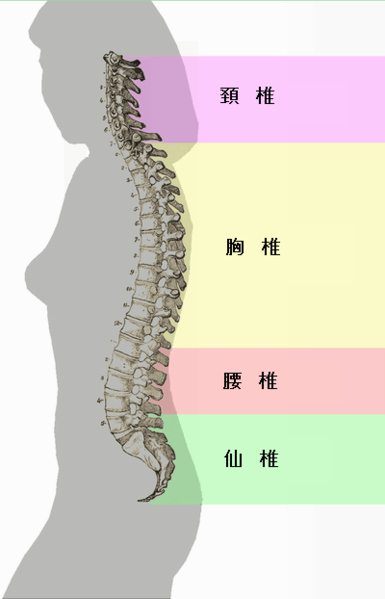 File:Spinal column curvature (japanese).png