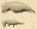"Embryos_of_Eschrichtius_robustus_(illustrations)_and_outline_of_head_showing_spouthole_in_1874_detail,_from-_The_marine_mammals_of_the_north-western_coast_of_North_America_(Plate_III)_BHL16226079_(cropped).jpg" by User:Tibet Nation
