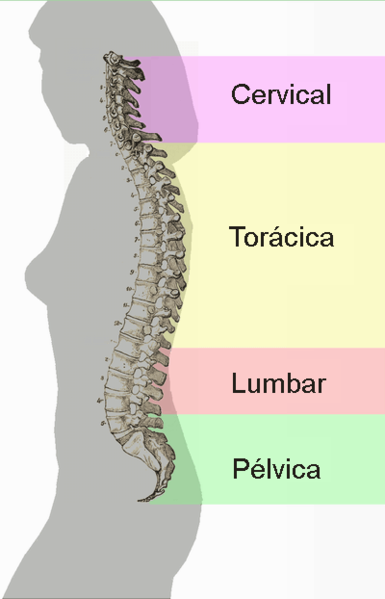 File:Spinal column curvature (spanish version).png