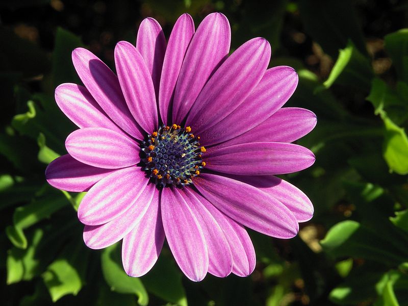 File:Osteospermum ecklonis1.JPG
