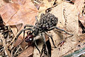 "CSIRO_ScienceImage_2390_Spiderlings_Riding_on_Godeffroy_Wolf_Spider_Mother.jpg" by User:File Upload Bot (99of9)
