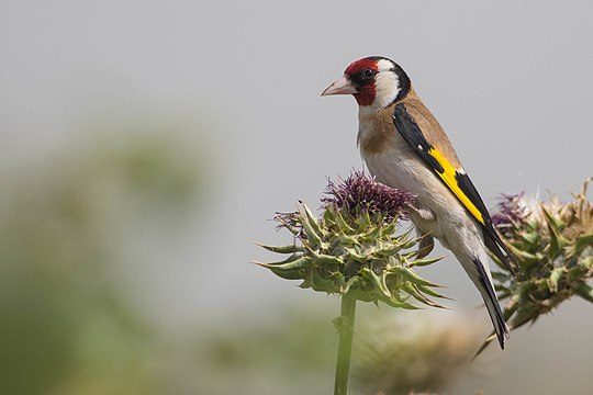 "European_goldfinch_(Carduelis_carduelis),_Israel_04.jpg" by User:מינוזיג