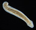 "Dugesia_subtentaculata_1.jpg" by User:Esv
