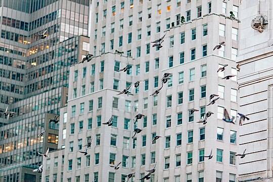 "Birds_in_front_of_buildings_(Unsplash).jpg" by User:Fæ