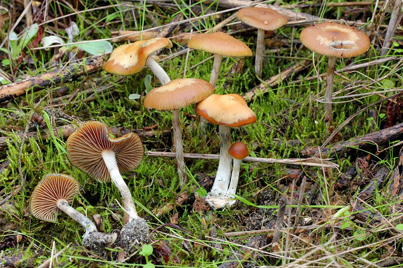 File:2012-12-05 Psilocybe cyanescens Wakef 290262.jpg