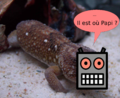 "Geckbot.png" by User:Gagea