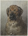 "Kop_van_een_Leonberger_Kop_van_een_Leonberger,_van_voren,_RP-T-1892-A-2565.jpg" by User:Mr.Nostalgic