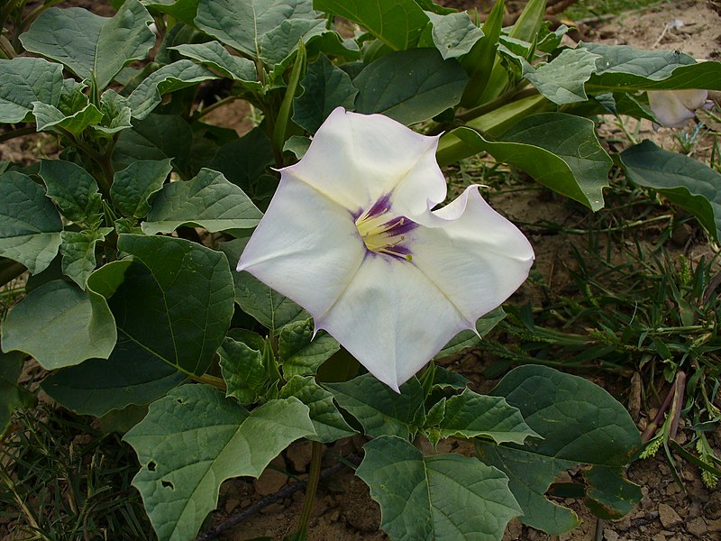 File:Whiteflower8.jpg