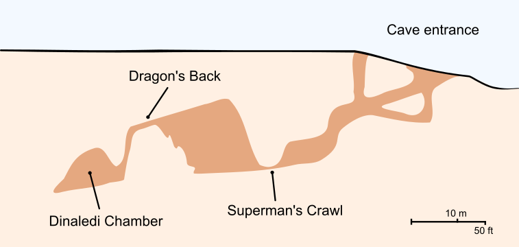 "Cross-section_of_the_Rising_Star_Cave_system_Dinaledi_Chamber.svg" by User:Animalparty
