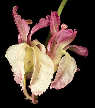 "Lechenaultia_linarioides_(6822828702).jpg" by User:Lymantria