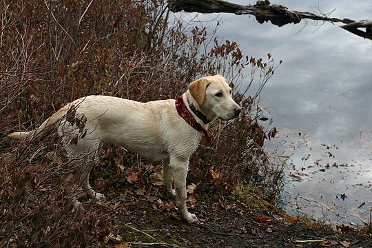 "Labrador_Retriever_yellow_bushes.jpg" by User:Pharaoh Hound