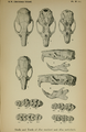 "Skull_MaclearsRat_BulldogRat.png" by User:Pmaas