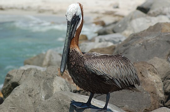 "Pelican_Brown122.JPG" by User:Slingbot