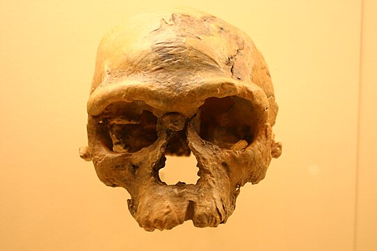 "Jebel_Irhoud_1._Homo_Sapiens.jpg" by User:Nachosan