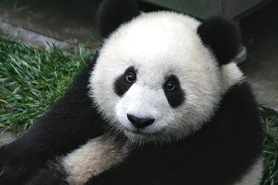 "Panda_Cub_from_Wolong,_Sichuan,_China.JPG" by User:GeeAlice