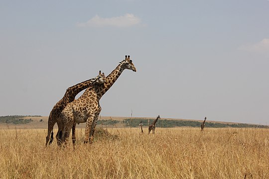 "Laika_ac_Giraffes_(9717354377).jpg" by User:Russavia